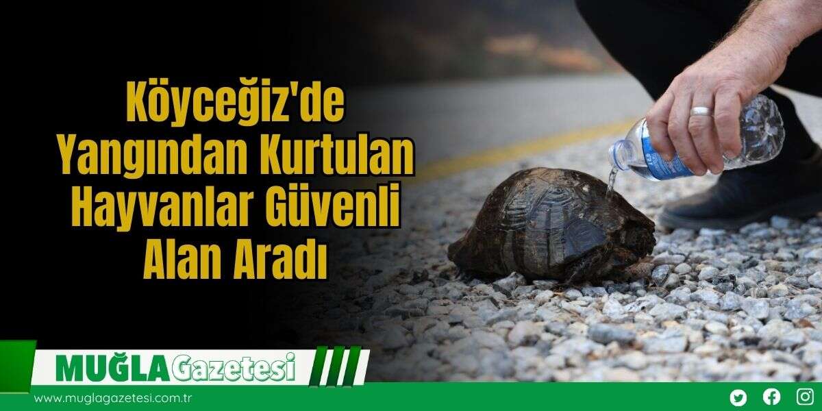 Köyceğiz'de Yangından Kurtulan Hayvanlar Güvenli Alan Aradı