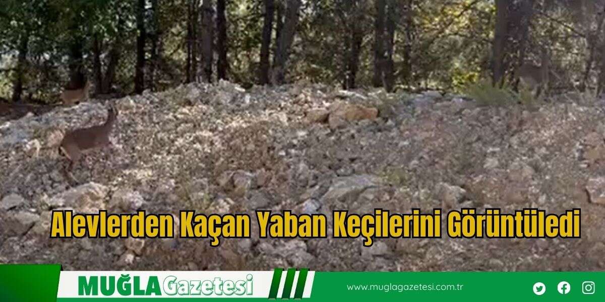 Alevlerden Kaçan Yaban Keçilerini Görüntüledi