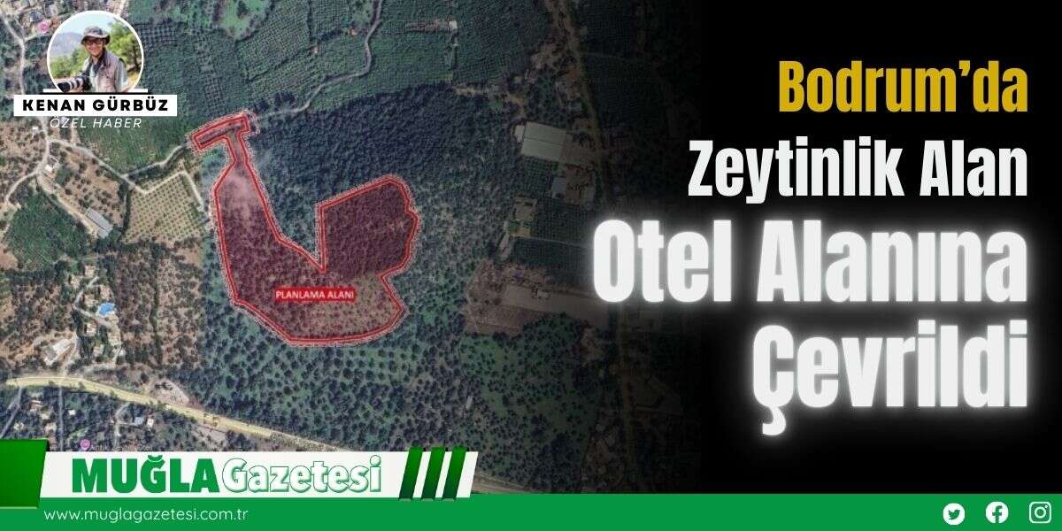 Bodrum’da Zeytinlik Alan Otel Alanına Çevrildi