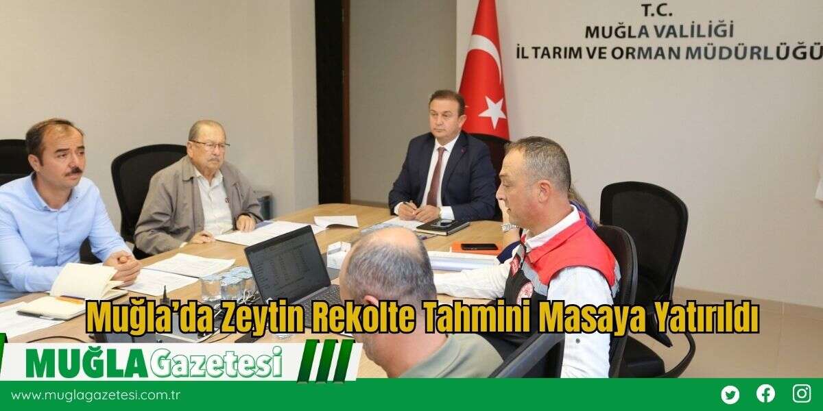 Muğla’da Zeytin Rekolte Tahmini Masaya Yatırıldı
