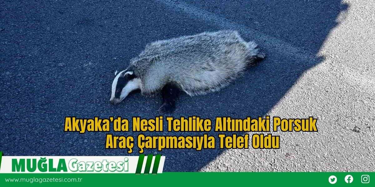 Akyaka’da Nesli Tehlike Altındaki Porsuk Araç Çarpmasıyla Telef Oldu