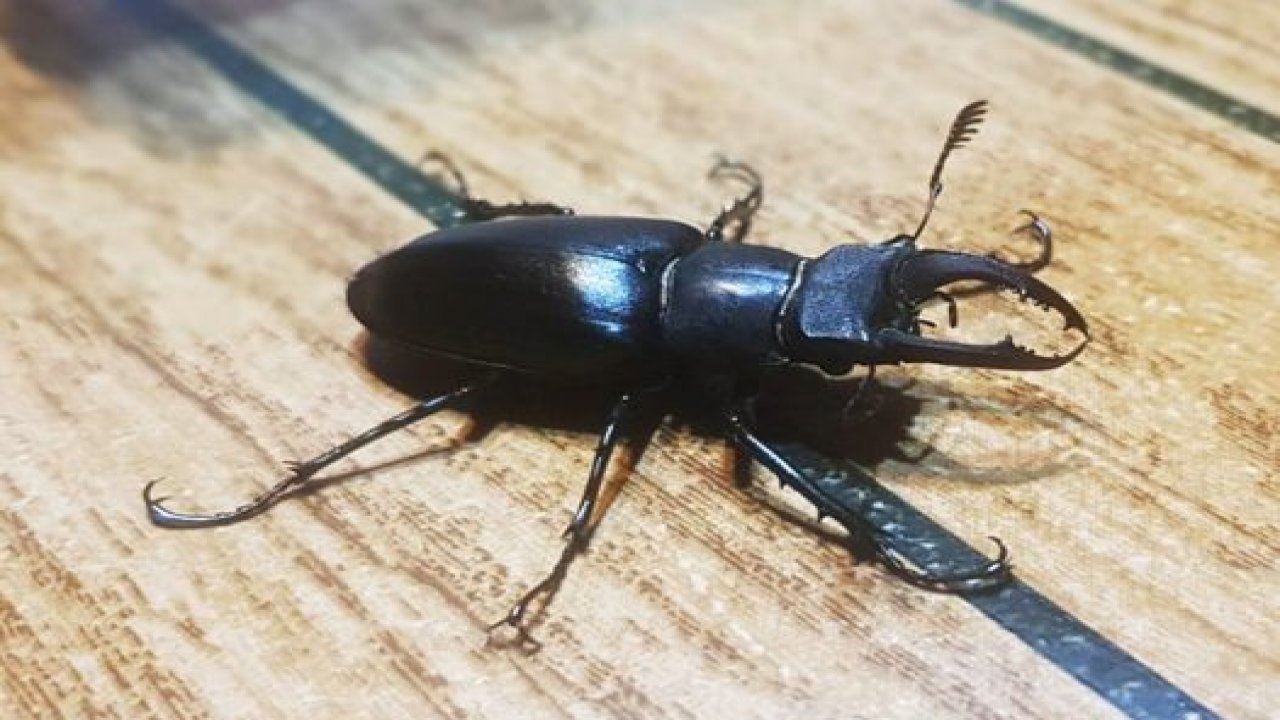 Muğla’da ilk defa görüldü