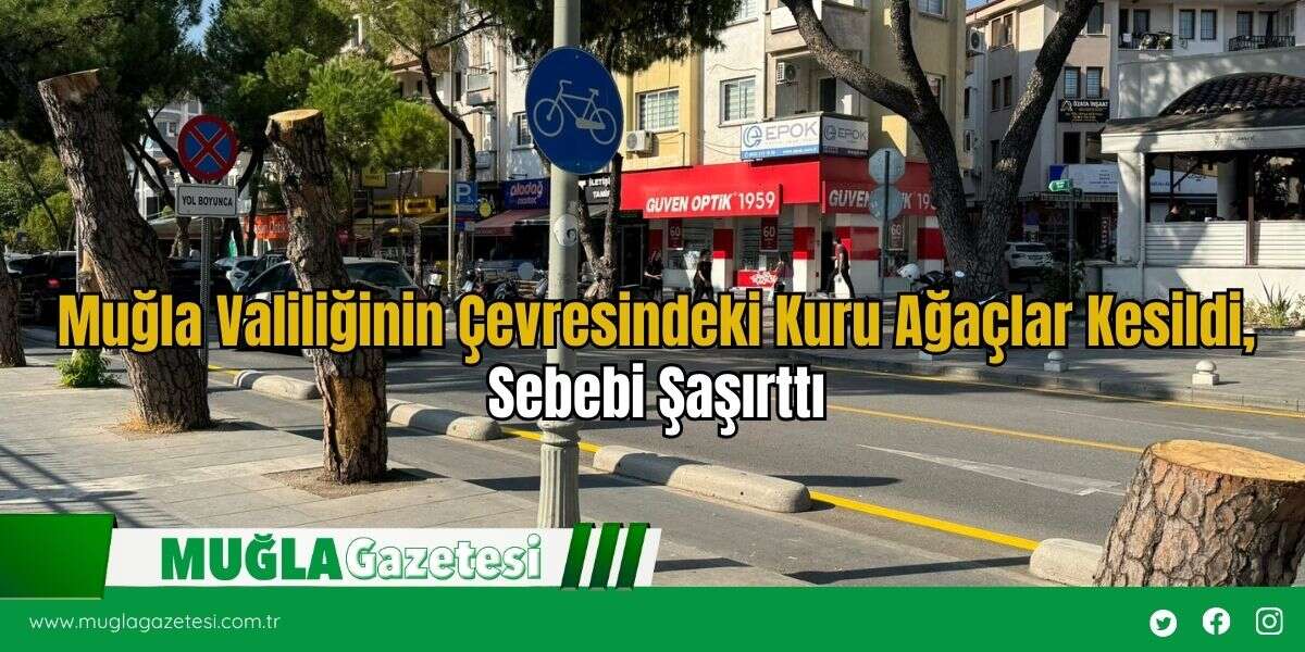 Muğla Valiliğinin Çevresindeki Kuru Ağaçlar Kesildi, Sebebi Şaşırttı