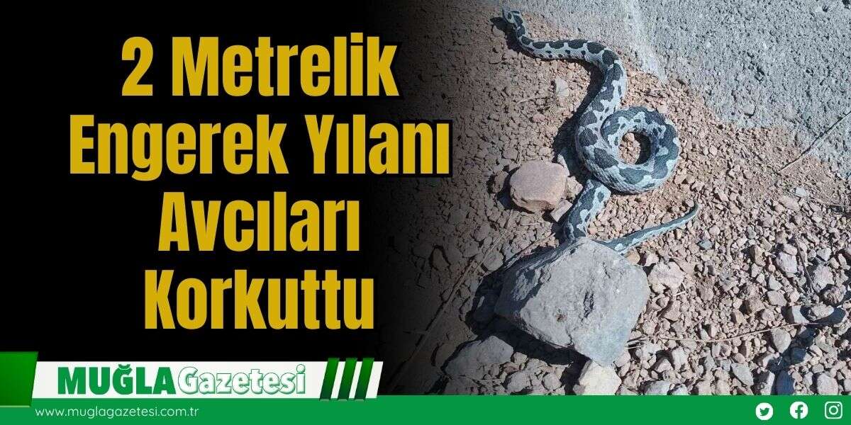 2 Metrelik Engerek Yılanı Avcıları Korkuttu