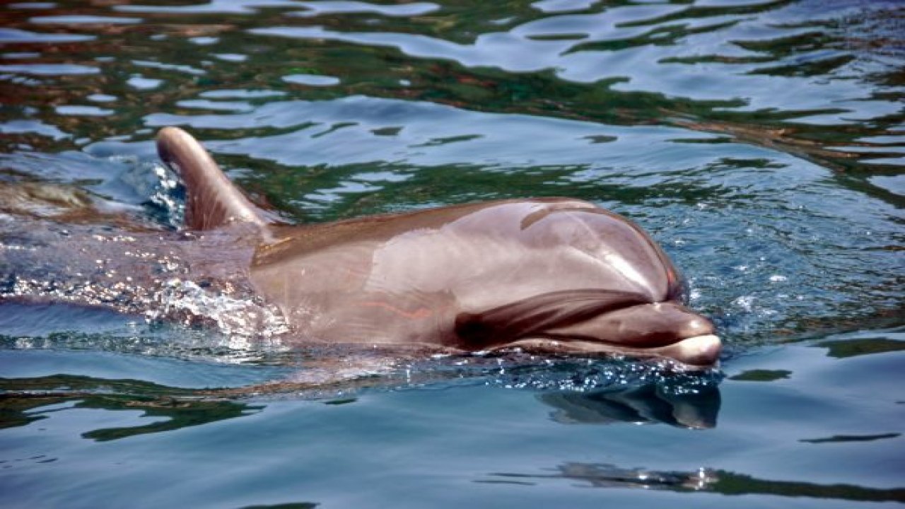 Marmaris’te yunus görüldü