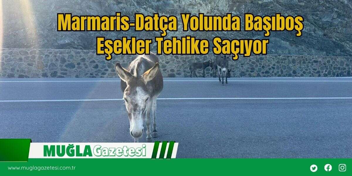 Marmaris-Datça Yolunda Başıboş Eşekler Tehlike Saçıyor