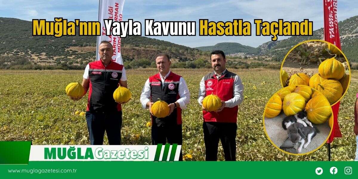 Muğla'nın Yayla Kavunu Hasatla Taçlandı