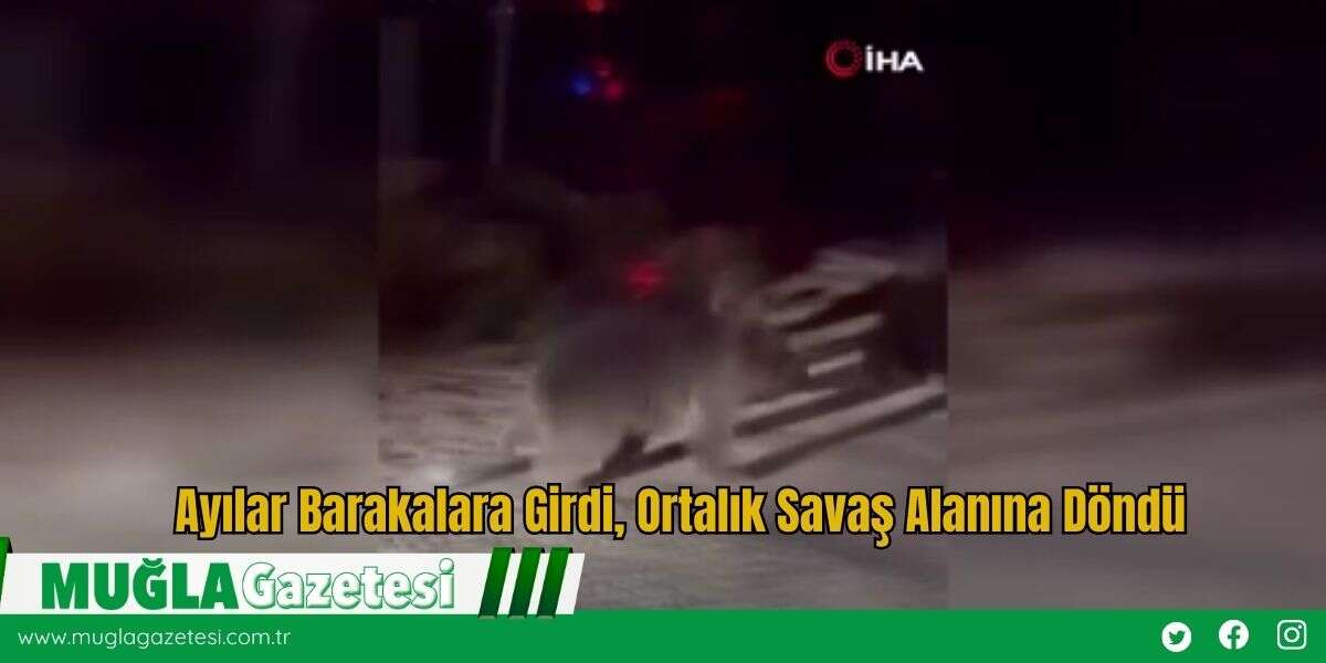 Ayılar Barakalara Girdi, Ortalık Savaş Alanına Döndü