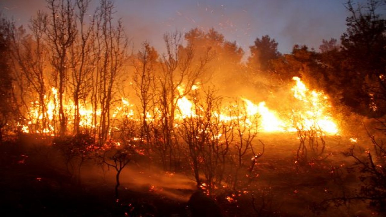 Orman yangını: 20 hektar alan yandı