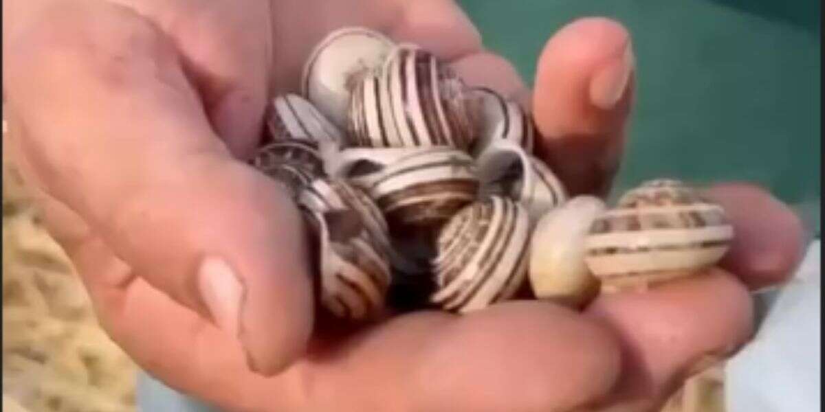 Sınırları Aşan Tat: Datça’da İlk Yağmurla “Garaville” Bereketi