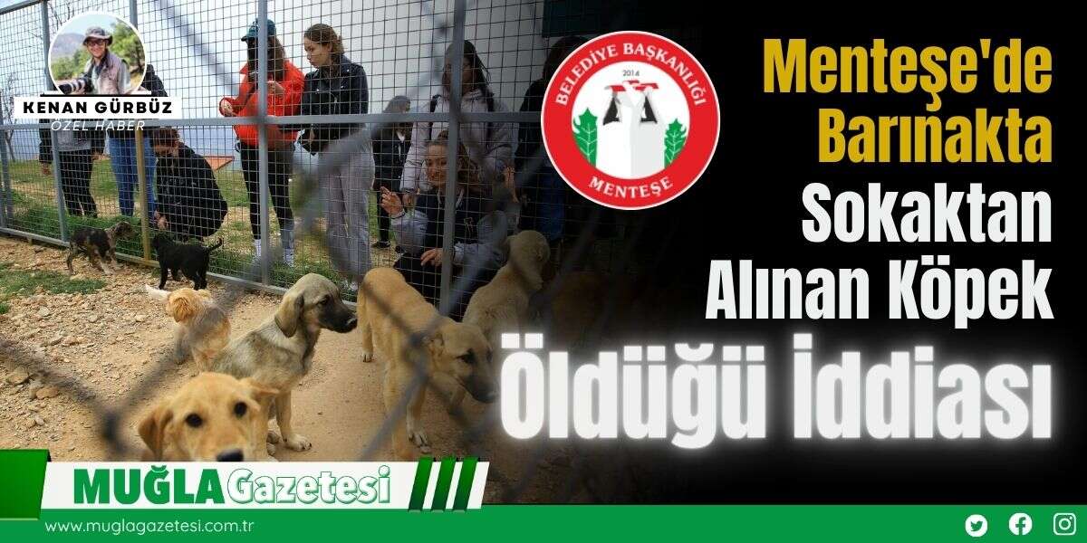 Muğla'da Hayvan Barınağına Götürülen Köpeğin Öldüğü İddiası
