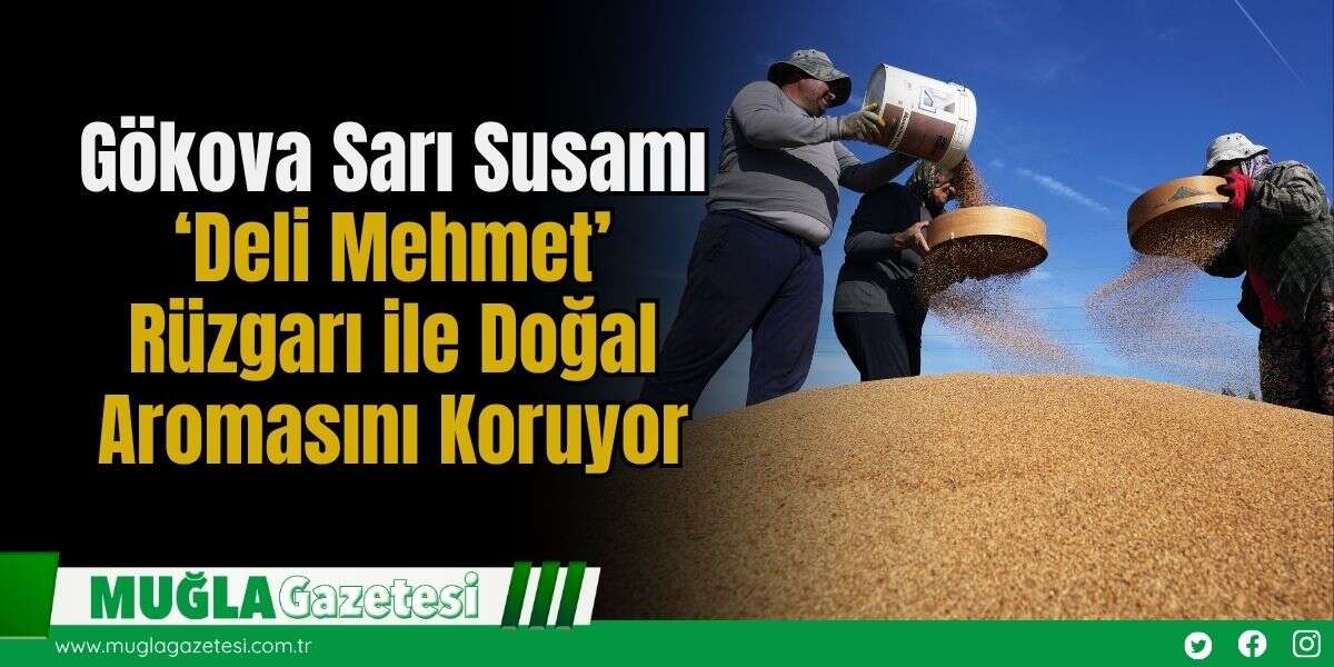 Gökova Sarı Susamı: ‘Deli Mehmet’ Rüzgarı ile Doğal Aromasını Koruyor
