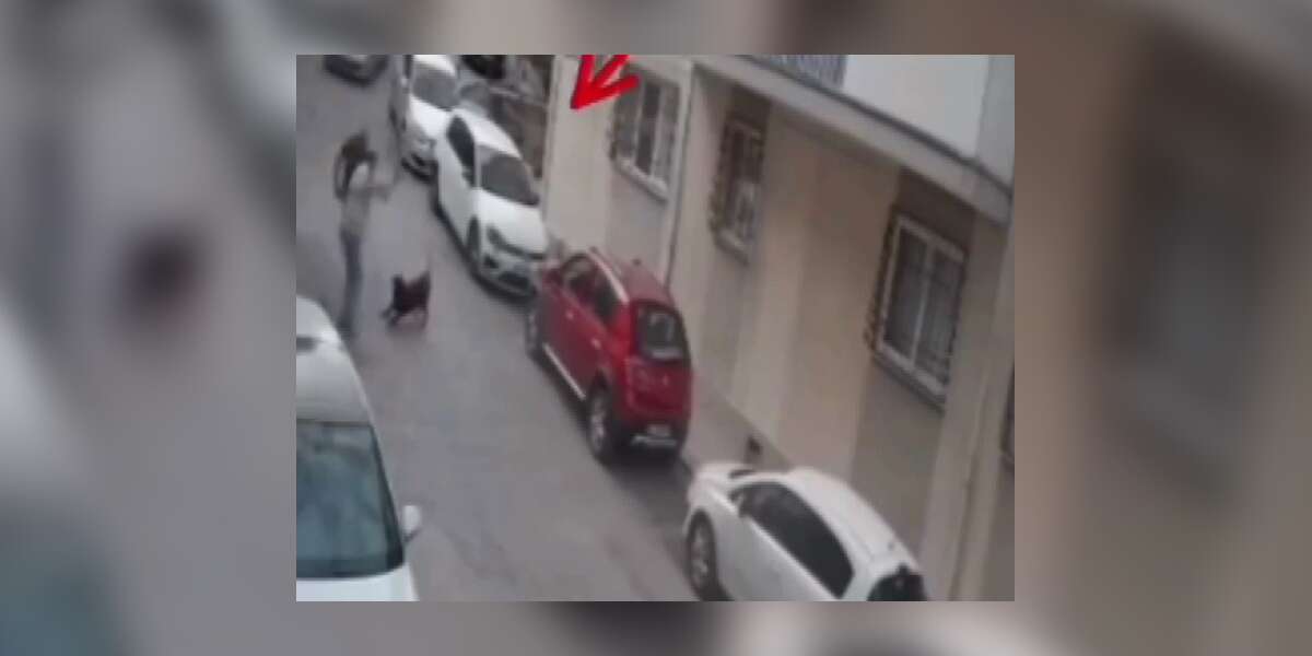 Sokakta Köpeğe Kemerle Şiddet: O Anlar Kamerada