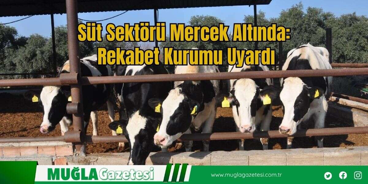 Süt Sektörü Mercek Altında: Rekabet Kurumu Uyardı