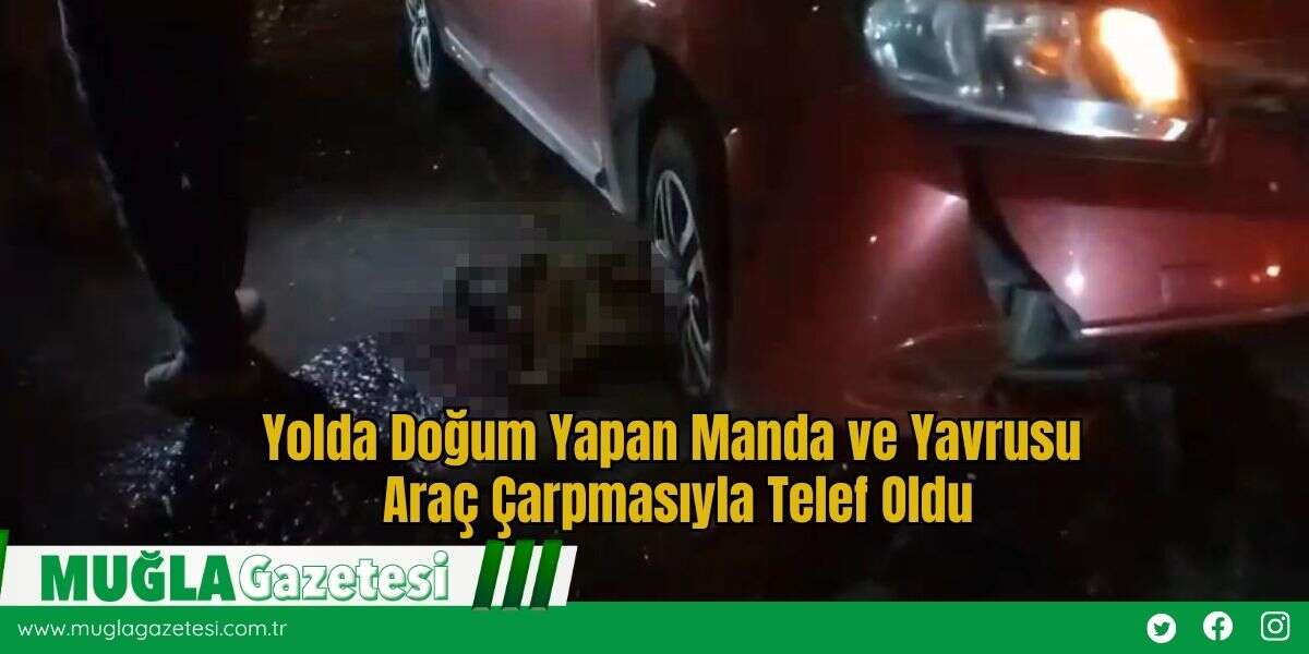 Yolda Doğum Yapan Manda ve Yavrusu Araç Çarpmasıyla Telef Oldu