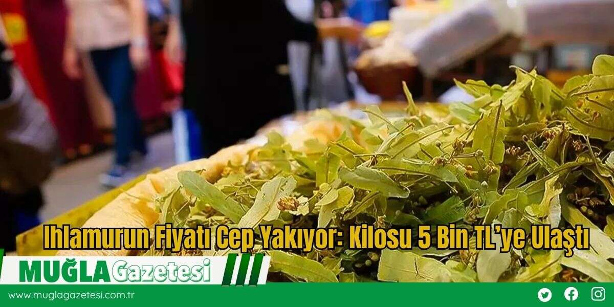 Ihlamurun Fiyatı Cep Yakıyor: Kilosu 5 Bin TL’ye Ulaştı