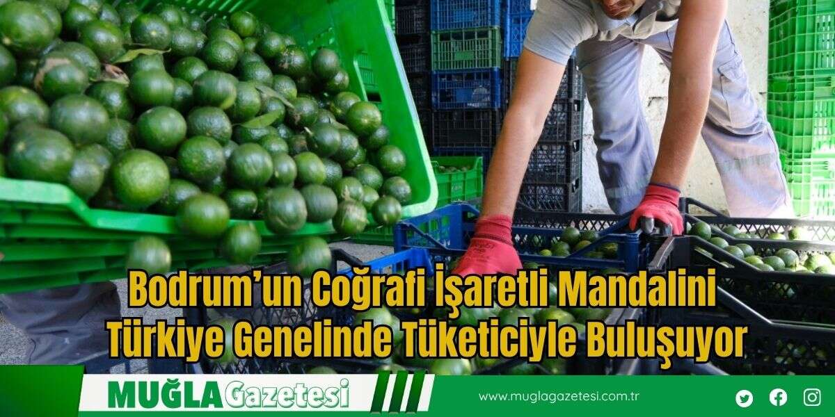 Bodrum’un Coğrafi İşaretli Mandalini Türkiye Genelinde Tüketiciyle Buluşuyor