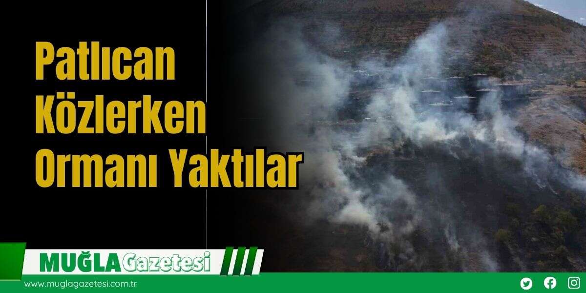 Patlıcan Közlerken Ormanı Yaktılar
