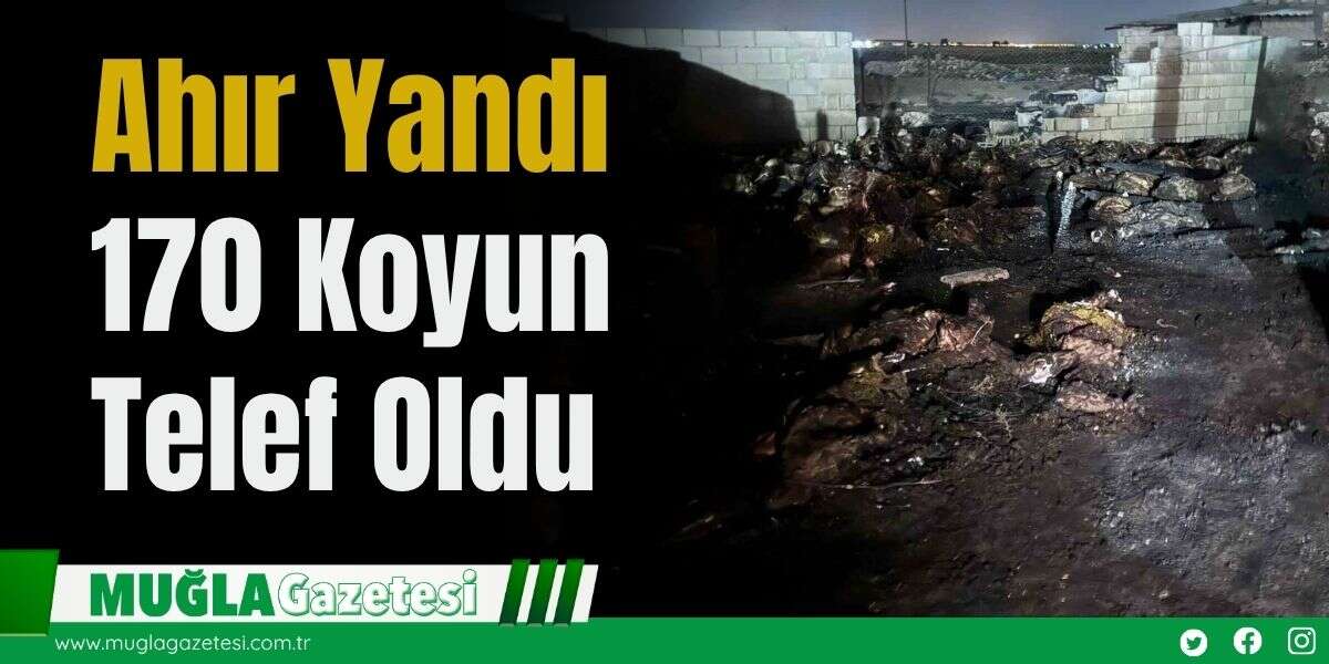 Ahır Yandı: 170 Koyun Telef Oldu