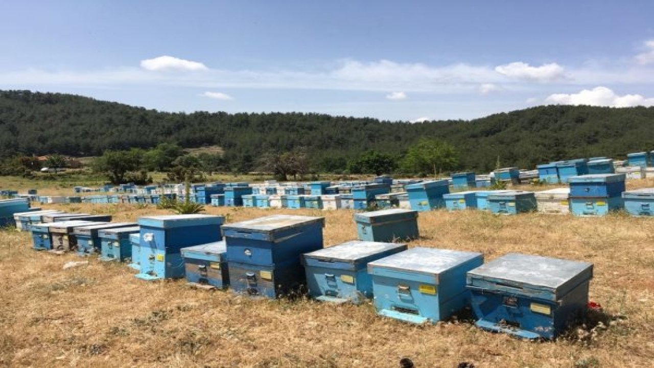 Gezginci arıcılar yollara düşüyor