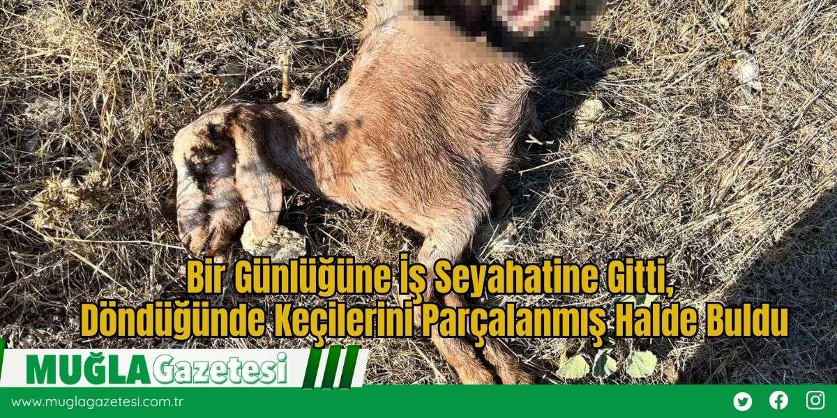 Bir Günlüğüne İş Seyahatine Gitti, Döndüğünde Keçilerini Parçalanmış Halde Buldu