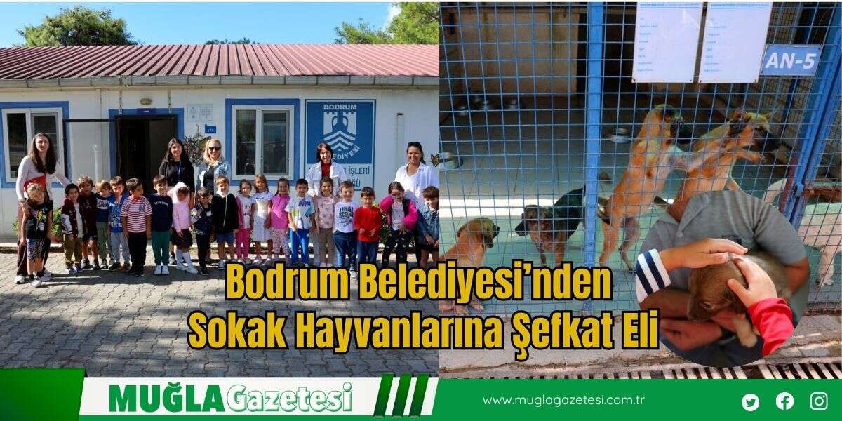 Bodrum Belediyesi’nden Sokak Hayvanlarına Şefkat Eli