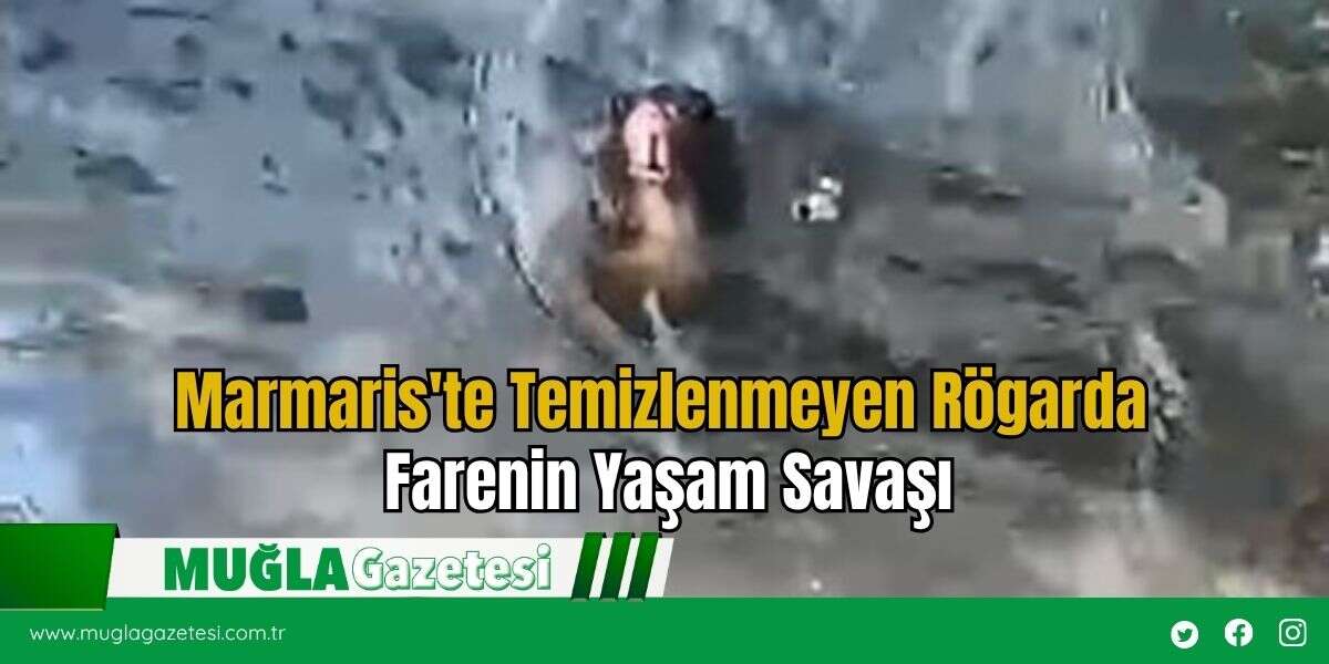 Marmaris'te Temizlenmeyen Rögarda Farenin Yaşam Savaşı