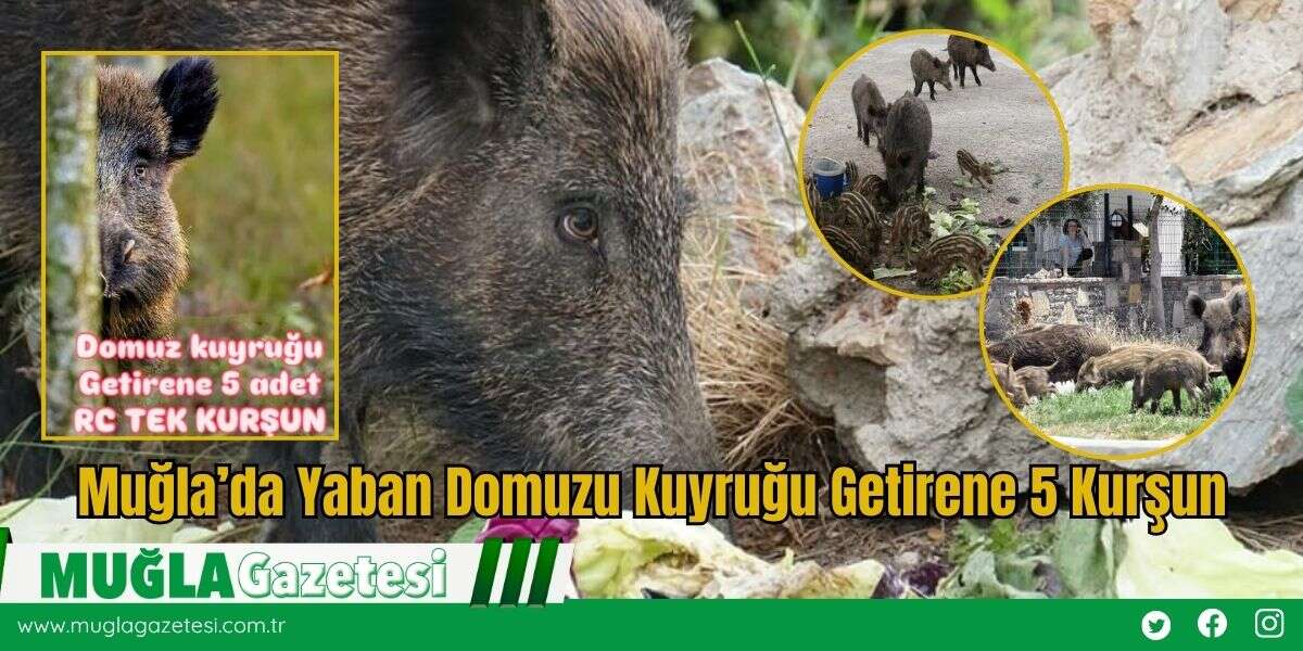 Muğla’da Yaban Domuzu Kuyruğu Getirene 5 Kurşun