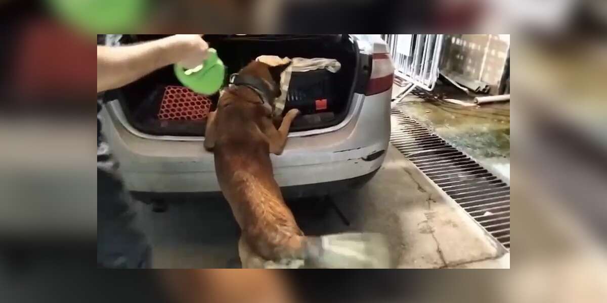 Kedi Taşıma Çantasından 2 Kilo Uyuşturucu Çıktı