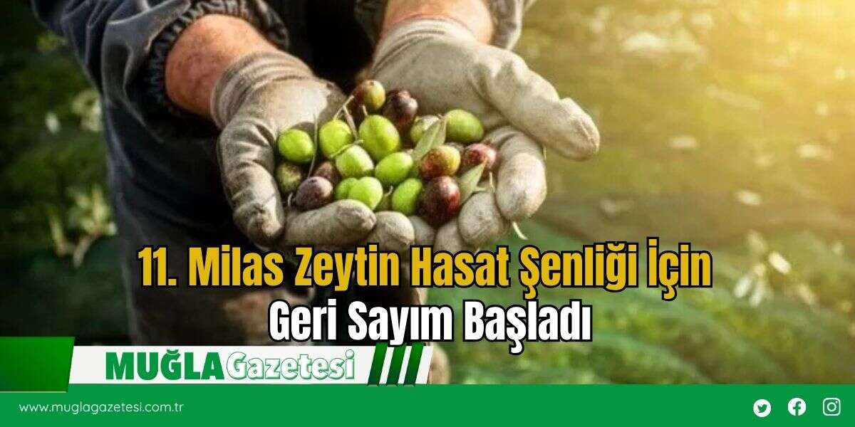 11. Milas Zeytin Hasat Şenliği İçin Geri Sayım Başladı