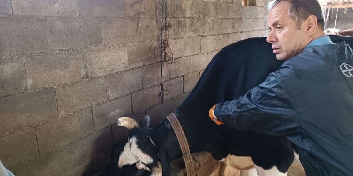 Menteşe'de Şap Aşısı Kampanyası Hız Kesmiyor