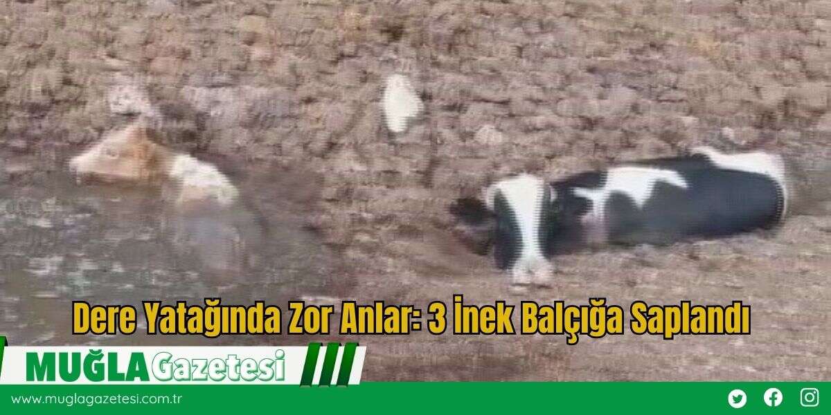Dere Yatağında Zor Anlar: 3 İnek Balçığa Saplandı