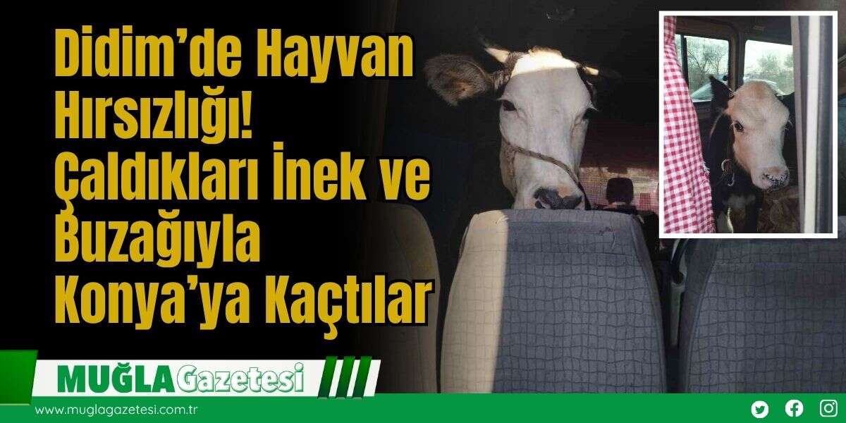 Didim’de Hayvan Hırsızlığı! Çaldıkları İnek ve Buzağıyla Konya’ya Kaçtılar