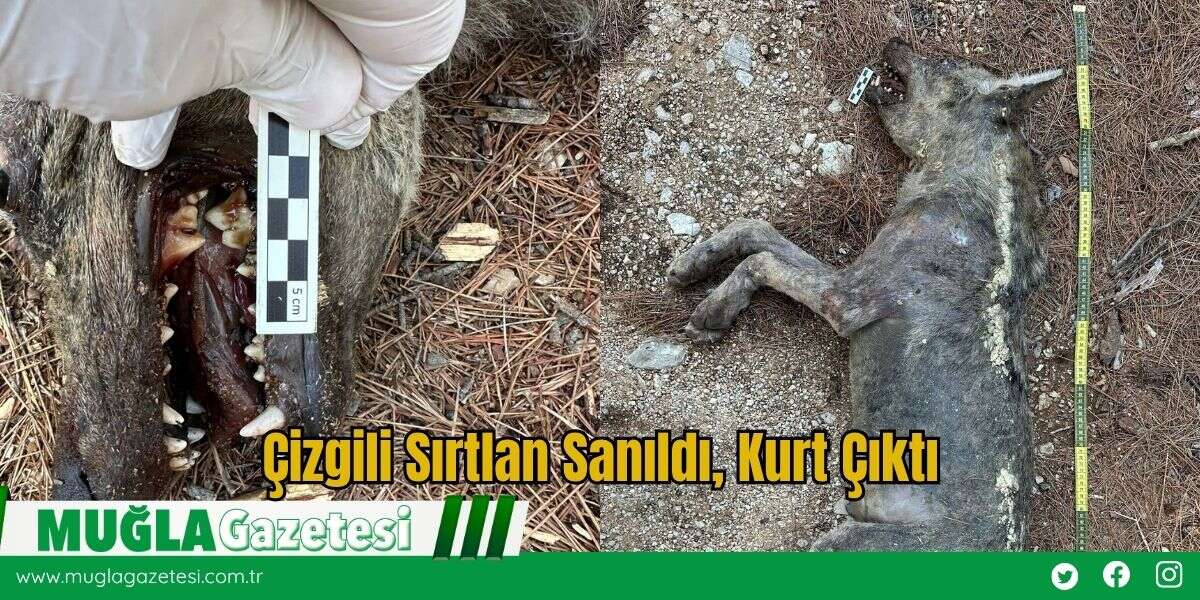 Fethiye'de Çizgili Sırtlan Sanıldı, Kurt Çıktı