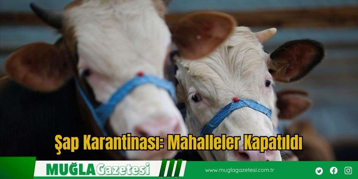 Şap Karantinası: Mahalleler Kapatıldı