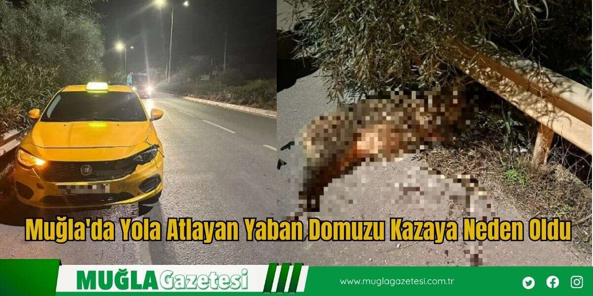 Muğla'da Yola Atlayan Yaban Domuzu Kazaya Neden Oldu