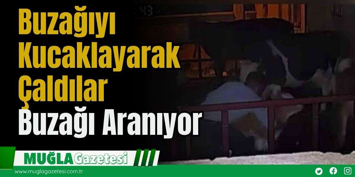 Buzağıyı Kucaklayarak Çaldılar: Buzağı Aranıyor