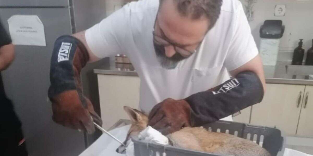 Fethiye’de Yaralı Kızıl Tilki Tedavi Altına Alındı