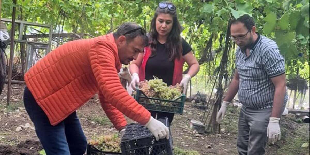 Şok Denetim: Seydikemer'de Üzümlerde Yasaklı Madde Tespit Edildi