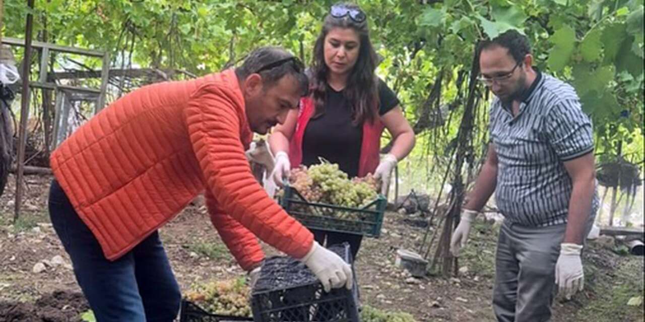 Seydikemer’de Üzüm Numunesinde Yasaklı Pestisit Maddesi Tespit Edildi