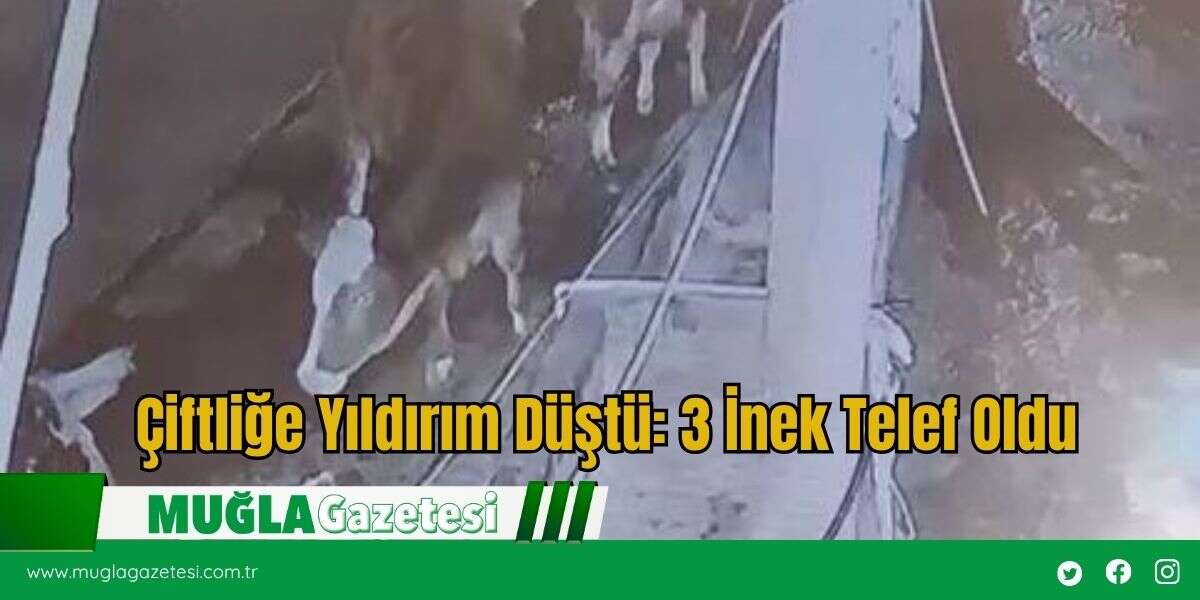 Çiftliğe Yıldırım Düştü: 3 İnek Telef Oldu