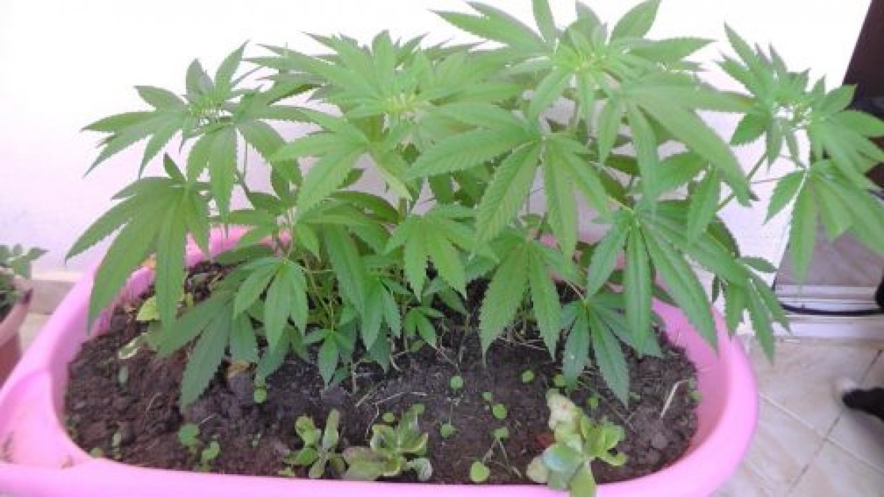 Dalaman’da uyuşturucu operasyonu