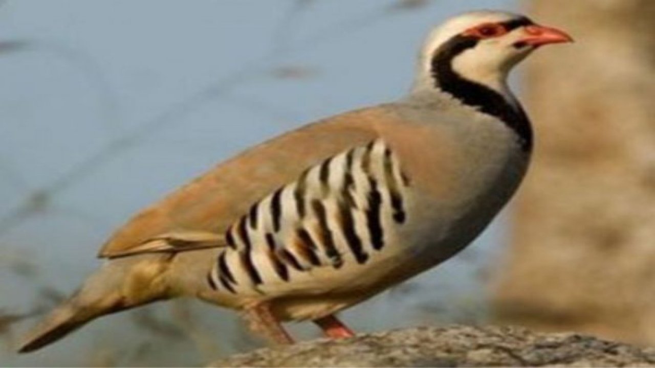 Keklik satışına ceza