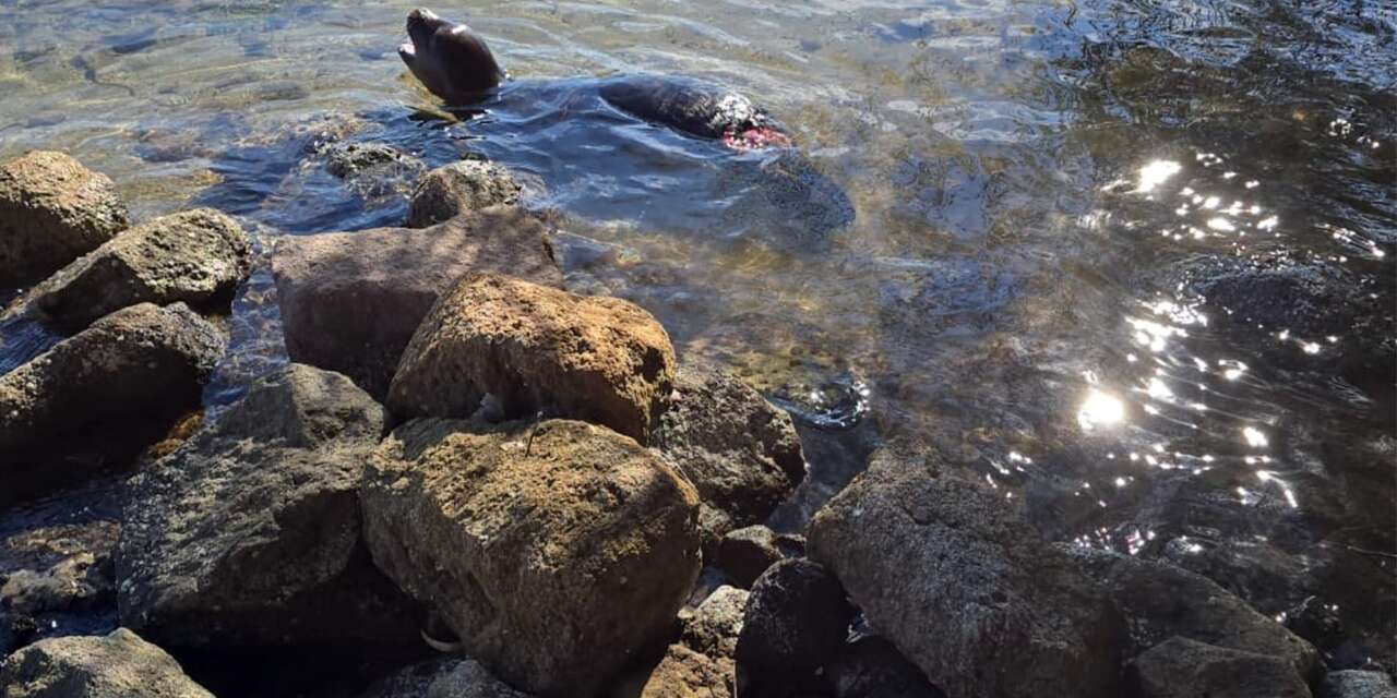 Muğla’da Yaralı Halde Bulunan Yavru Akdeniz Keşiş Foku Yaşamını Yitirdi
