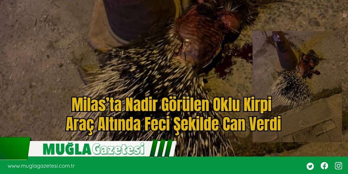 Milas’ta Nadir Görülen Oklu Kirpi Araç Altında Feci Şekilde Can Verdi