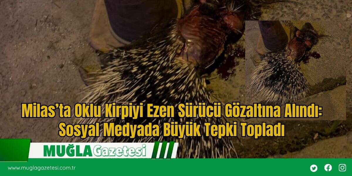 Milas’ta Oklu Kirpiyi Ezen Sürücü Gözaltına Alındı: Sosyal Medyada Büyük Tepki Topladı