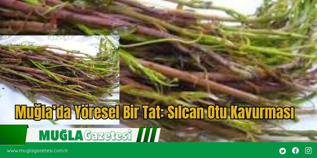 Muğla’da Yöresel Bir Tat: Sılcan Otu Kavurması
