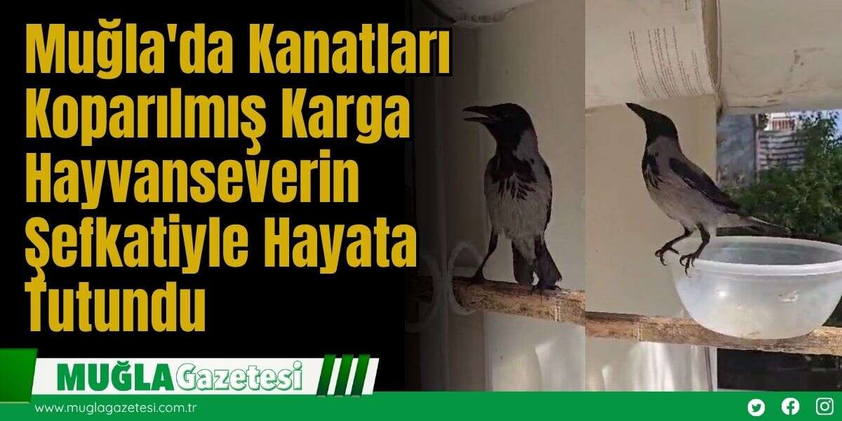 Muğla'da Kanatları Koparılmış Karga Hayvanseverin Şefkatiyle Hayata Tutundu