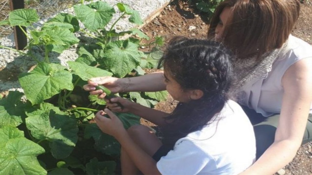 Organik hasat gerçekleşti