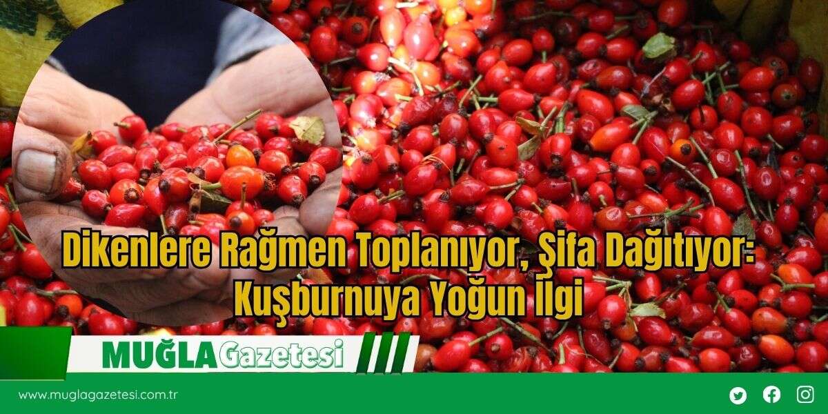 Dikenlere Rağmen Toplanıyor, Şifa Dağıtıyor: Kuşburnuya Yoğun İlgi